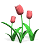 tulipani 13