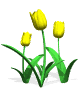 tulipani 14