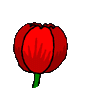 tulipani 15