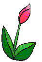 tulipani 18
