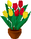 tulipani 19