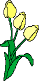 tulipani 20