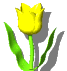 tulipani 7