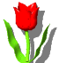 tulipani 8