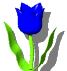 tulipani 9