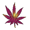 cannabis 5