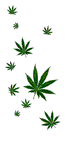 cannabis 6