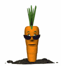 carote 21