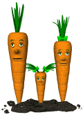 carote 27