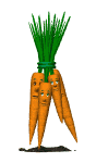 carote 36