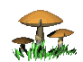 champignons 3