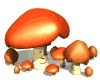 funghi 11
