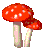 funghi 4