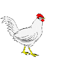 uova pollo 64