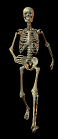 scheletri 25
