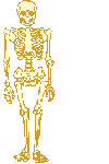 scheletri 30