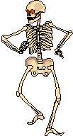 scheletri 34