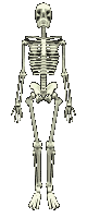 scheletri 37
