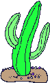 cactus 26