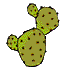 cactus 8
