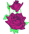 rose 101