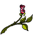 rose 103