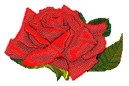 rose 104