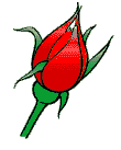rose 114