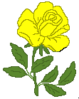 rose 117