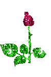 rose 126