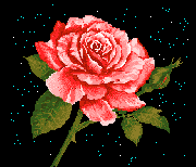 rose 129