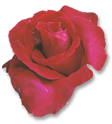 rose 135
