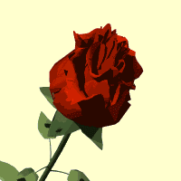 rose 145