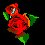 rose 15