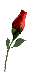 rose 155