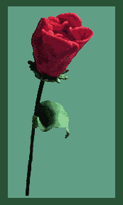 rose 165
