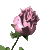 rose 28