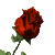 rose 29