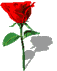 rose 53