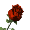 rose 74