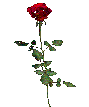 rose 86