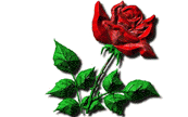 rose 88