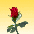 rose 96