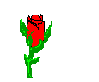 rose 97