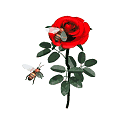 rose 98