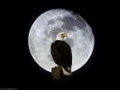 Aquila con luna