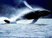 salto balena