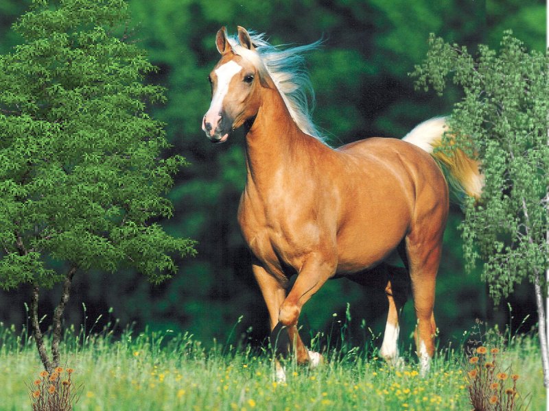 Résultat d’images pour Belles photos de chevaux