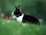 coniglio nero