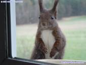 scoiattolo alla finestra